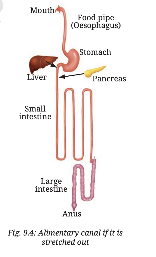 Fig 9.4 — Alimentary canal if it is stretched out, showing the length of the small intestine