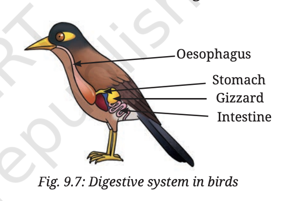 Fig 9.7 — Digestive system in birds showing gizzard, stomach, oesophagus and intestine