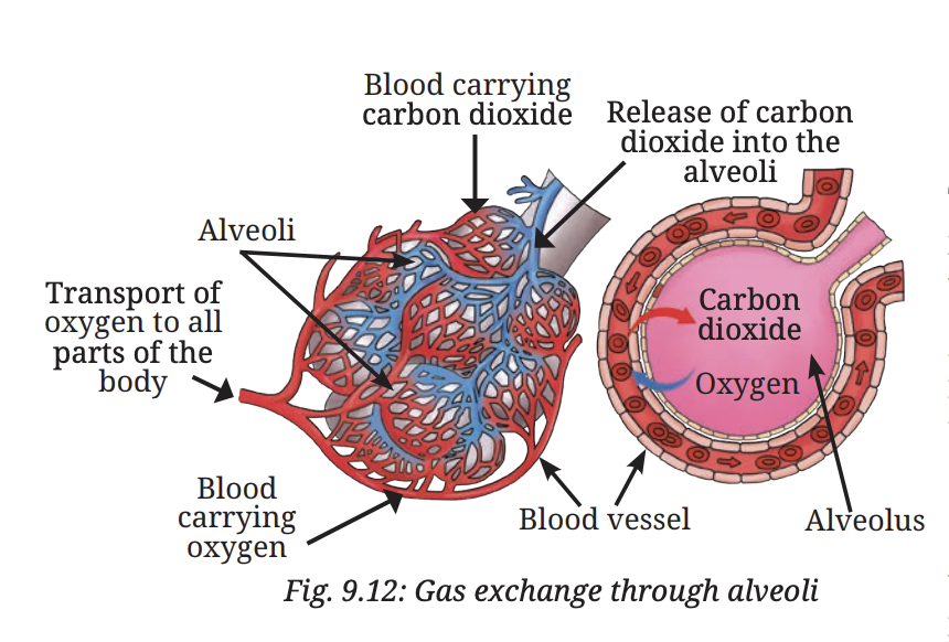 Fig 9.12 — Gas exchange through alveoli showing oxygen passing into blood and carbon dioxide released into air