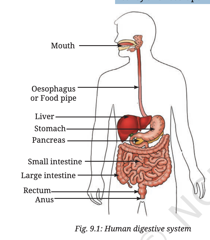 Labelled diagram of the human digestive system showing mouth, salivary glands, oesophagus, stomach, liver, gall bladder, pancreas, small intestine, large intestine, rectum and anus