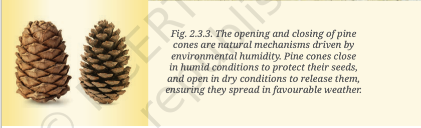 Fig 2.3.3 — Pine cone opening and closing based on humidity
