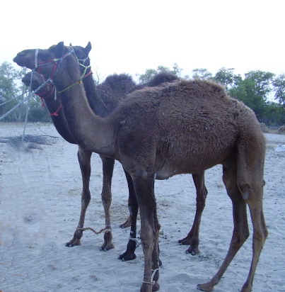 Camel in Rajasthan