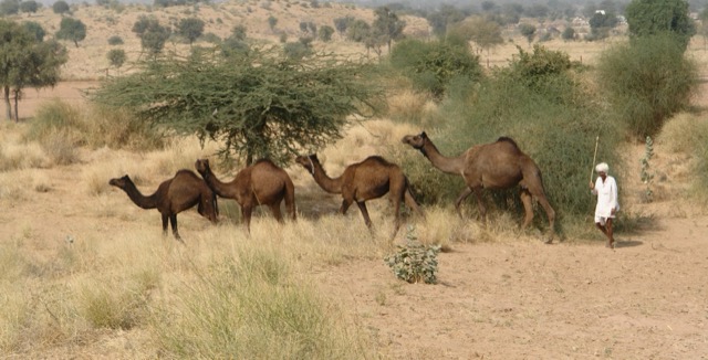 Camels in Thar Desert near Jaisalmer